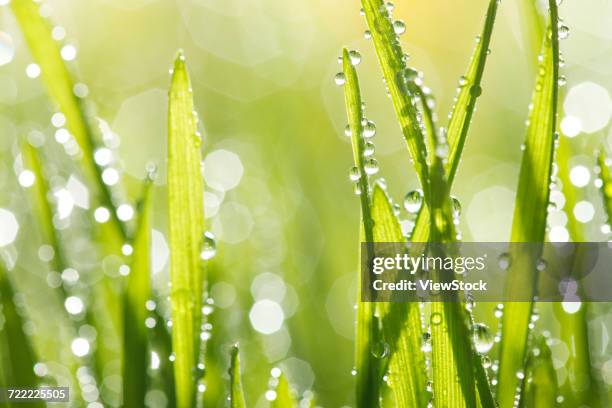 green grass - big bluestem grass stock pictures, royalty-free photos & images