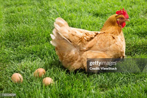 hen - laying egg stock pictures, royalty-free photos & images