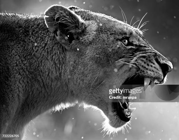 portrait of a lioness roaring, africa - lion roar fotografías e imágenes de stock