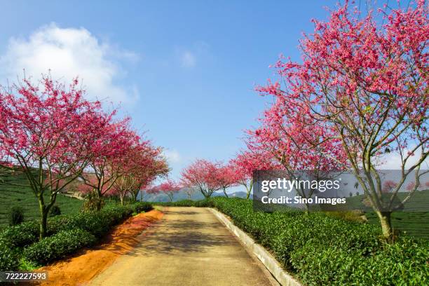 Longyan Cold Spring 7,699 Longyan Stock Photos, High-Res Pictures, and Images - Getty Images