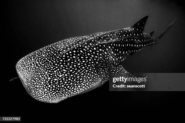 portrait of a whale shark, exmouth, western australia, australia - exmouth western australia stock pictures, royalty-free photos & images