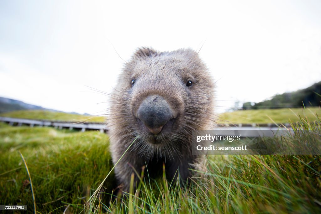 Close-up of a Wombat, Tasmania, Australia