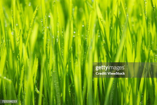 grass and dew - big bluestem grass stock pictures, royalty-free photos & images