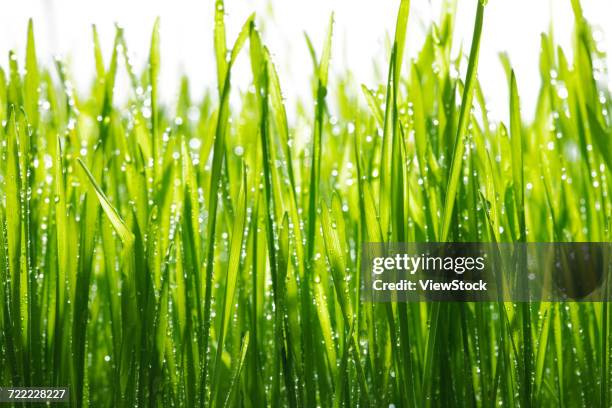 grass and dew - big bluestem grass stock pictures, royalty-free photos & images