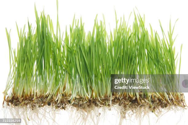 wheat seedling - big bluestem grass stock pictures, royalty-free photos & images