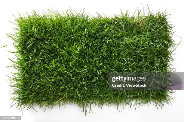 green turf - big bluestem grass stock pictures, royalty-free photos & images