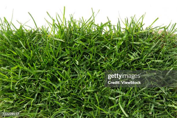 green grass - big bluestem grass stock pictures, royalty-free photos & images