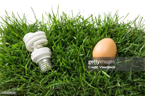 electric light bulbs and egg - big bluestem grass stock pictures, royalty-free photos & images