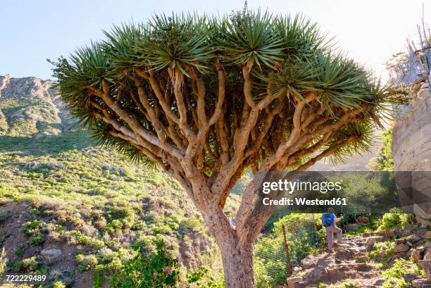 spain, canary islands, tenerife, canary islands dragon tree - dragon tree stock pictures, royalty-free photos & images