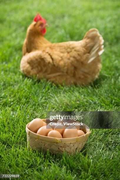 99 Birds That Lay Eggs On Ground Photos and Premium High Res Pictures - Getty Images 99 Birds That Lay Eggs On Ground Photos and Premium High Res Pictures - Getty Images