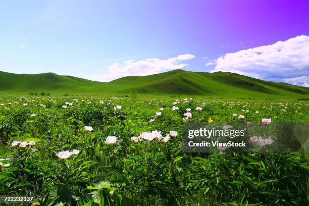 hulun buir grassland scenery in inner mongolia  - big bluestem grass stock pictures, royalty-free photos & images