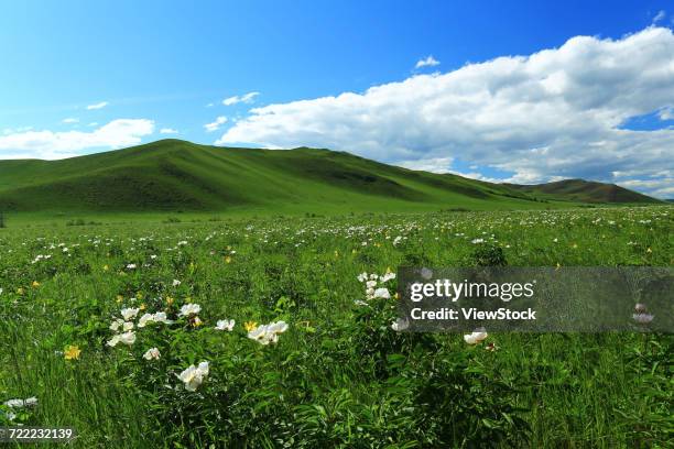 hulun buir grassland scenery in inner mongolia  - big bluestem grass stock pictures, royalty-free photos & images