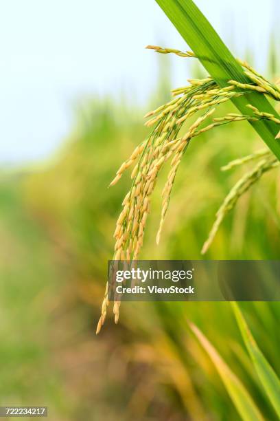 Stalks From Rice 458 Rice Stalk China Stock Photos, High-Res Pictures, and Images ...