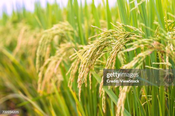 Stalks From Rice 458 Rice Stalk China Stock Photos, High-Res Pictures, and Images ...