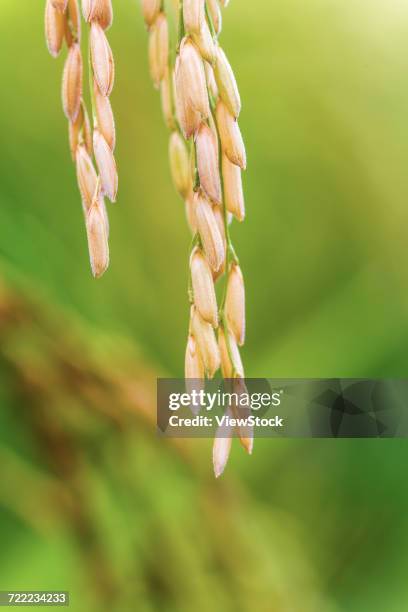 Stalks From Rice 458 Rice Stalk China Stock Photos, High-Res Pictures, and Images ...