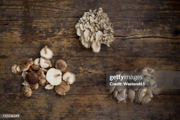 maitake, shitake and oyster mushrooms on dark wood - klapperschwamm stock-fotos und bilder