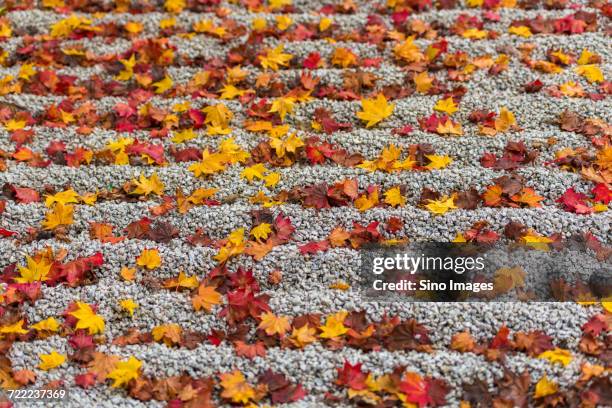 lots of autumn leaves lying down on gravel ground, kyoto, japan - image ストックフォトと画像