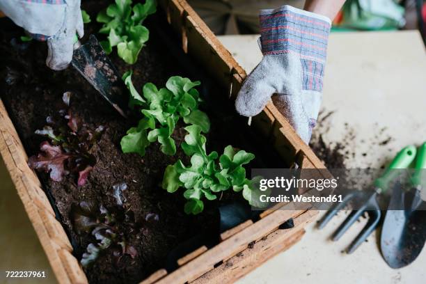 person planting lettuce in a wooden box - urbaner garten stock-fotos und bilder