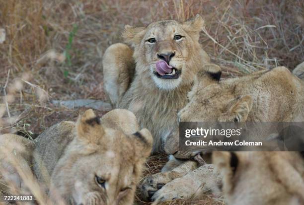 "sabi sabi game reserve, south africa." - pride of lions stock pictures, royalty-free photos & images