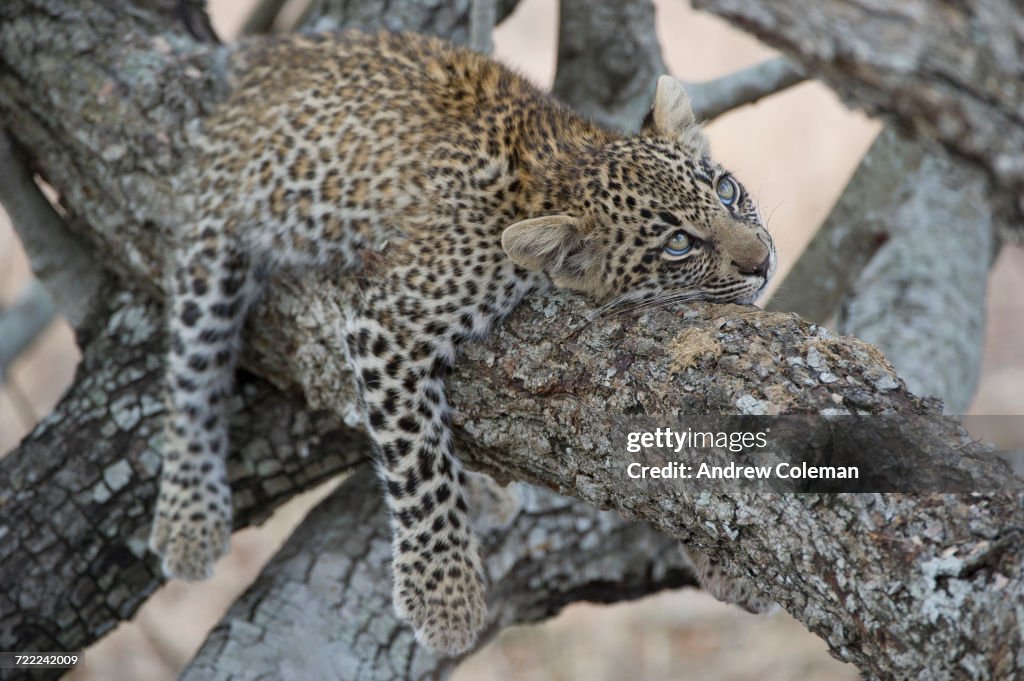 "Londolozi Private Game Reserve, South Africa."