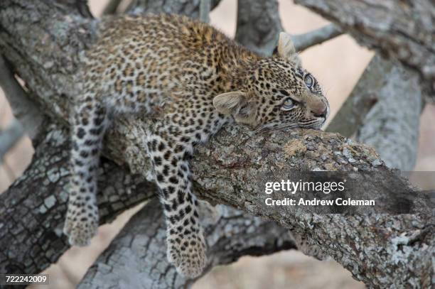 "londolozi private game reserve, south africa." - londolozi private game reserve stockfoto's en -beelden