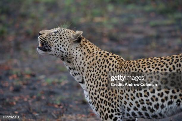 "londolozi private game reserve, south africa." - londolozi private game reserve stockfoto's en -beelden