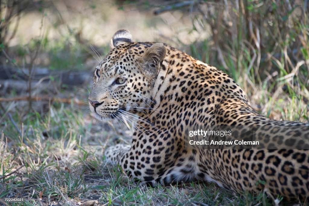 "Londolozi Private Game Reserve, South Africa."