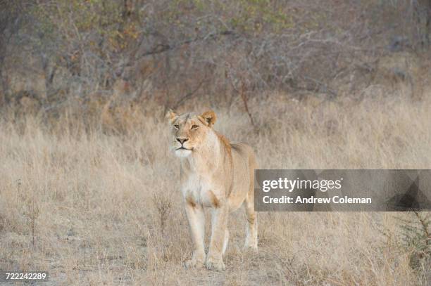 "londolozi private game reserve, south africa." - londolozi private game reserve stockfoto's en -beelden