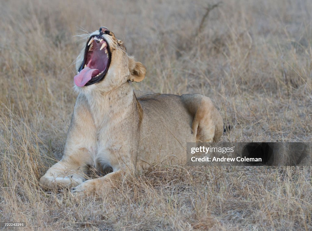 "Londolozi Private Game Reserve, South Africa."