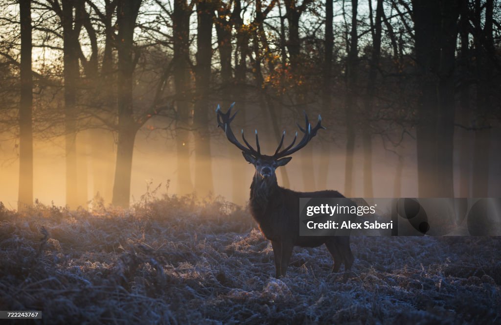 "Richmond Park, London, England."