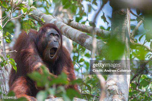 borneo. - animal call stock pictures, royalty-free photos & images