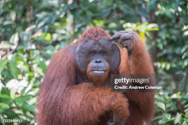 borneo. - bornean orangutan stock pictures, royalty-free photos & images