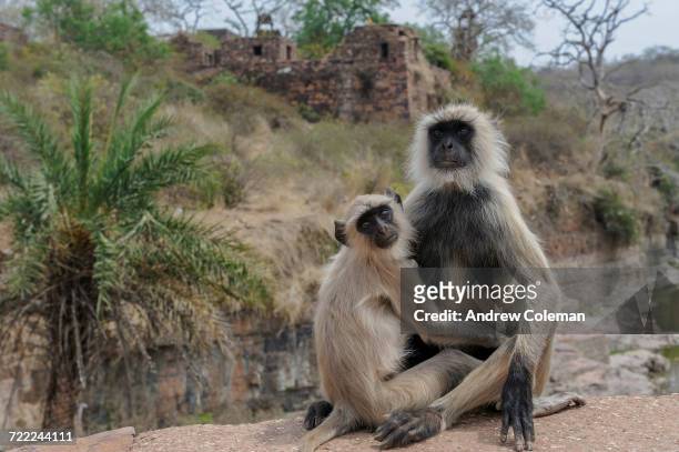 "ranthambhore national park, india." - ranthambore fort stock pictures, royalty-free photos & images