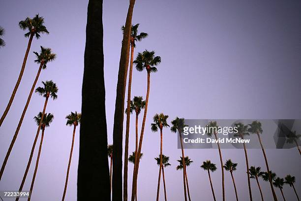 Canary Island palms tower above the city as the sun sets on the popular 20th Century symbols of southern California which are fading into history...