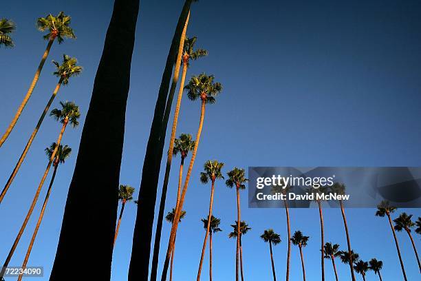 Canary Island palms tower above the city as the sun sets on the popular 20th Century symbols of southern California which are fading into history...