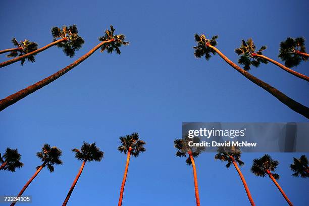 Canary Island palms tower above the city as the sun sets on the popular 20th Century symbols of southern California which are fading into history...