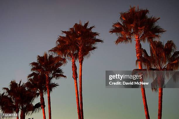 Canary Island palms tower above Melrose Avenue at night after the sun set on the popular 20th Century symbols of southern California which are fading...