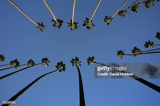 Canary Island palms tower above the city as the sun sets on the popular 20th Century symbols of southern California which are fading into history...