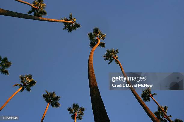 Canary Island palms tower above the city as the sun sets on the popular 20th Century symbols of southern California which are fading into history...