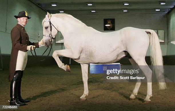 Rider Herwig Radnetter poses with a white lipizanner named Maestoso Cattinara during a photocall for The Spanish Riding School of Vienna on October...