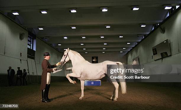 Rider Herwig Radnetter poses with a white lipizanner named Maestoso Cattinara during a photocall for The Spanish Riding School of Vienna on October...