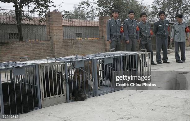 Security guards stand beside caged Tibetan Mastiffs at an illegal breed aquatics farm on October 24, 2006 in Beijing, China. The capital city has...