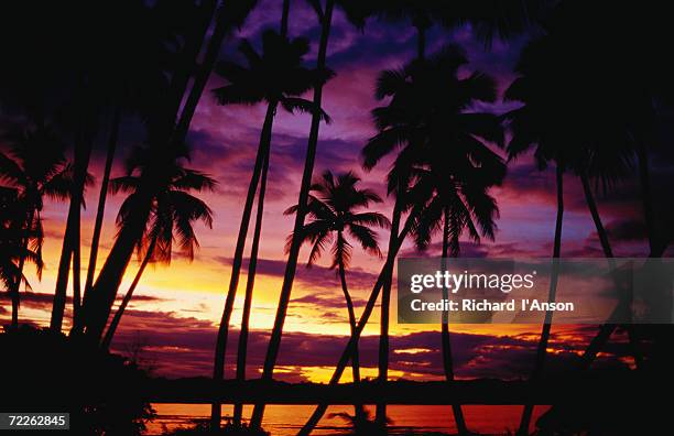 palm trees on yanuca island on the coral coast silhouetted at sunset, fiji - fiji stock pictures, royalty-free photos & images