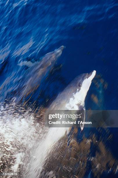 bottle-nosed dolphin (tursiops truncatus) surfing on the bow of boat near kicker  rock or le?n dormido, ecuador - kicker rock stock pictures, royalty-free photos & images