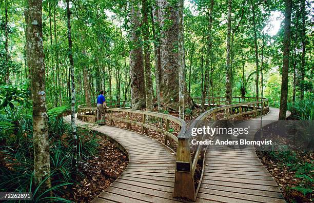 boardwalk around four sisters kauri trees, waipoua kauri forest, new zealand - waipoua forest stock pictures, royalty-free photos & images