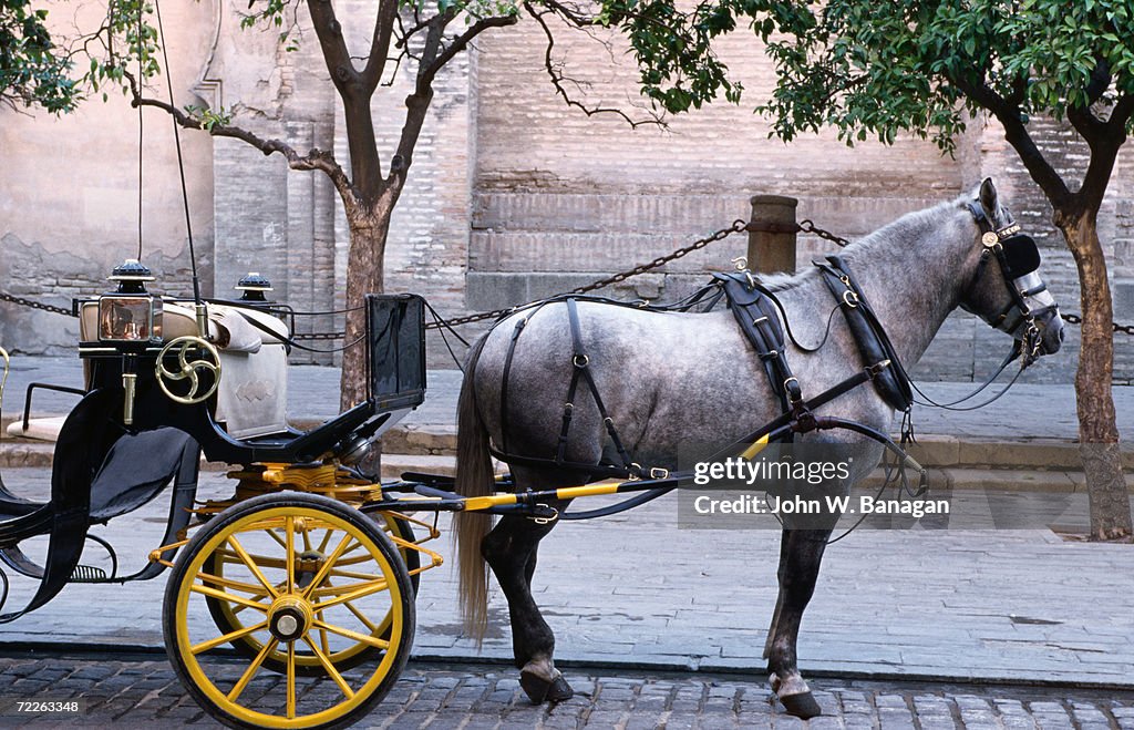 Horse and carriage, Sevilla, Spain