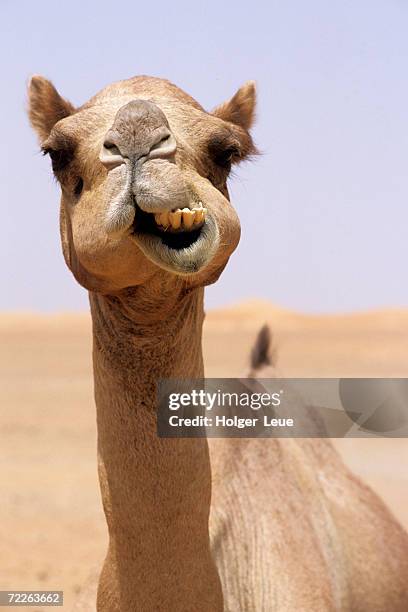 cheeky dubai camel in desert, dubai, united arab emirates - camel photos et images de collection