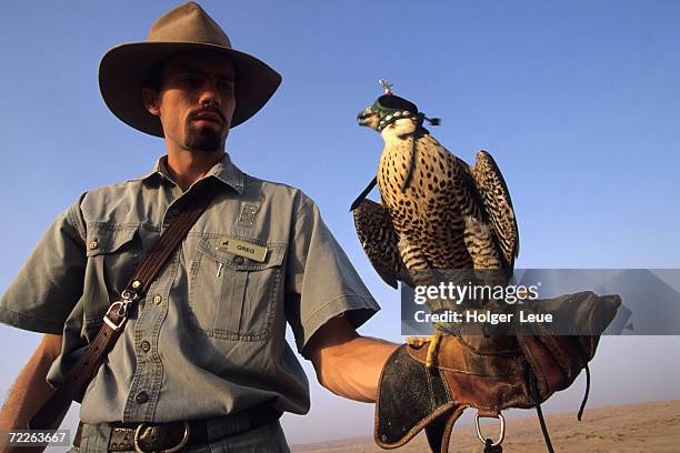 man holding lanner falcon (falco biarmicus) at falconry exhibition, al maha desert resort, dubai, united arab emirates - alfaneque imagens e fotografias de stock