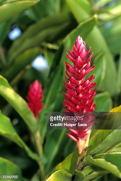 detail of red ginger flower, new caledonia - gingerlily stock pictures, royalty-free photos & images
