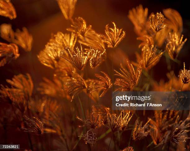 wild grasses on banks of lake kununurra, kununurra, australia - kimberley ranges stock pictures, royalty-free photos & images
